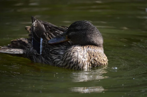 Close Portret Van Een Wilde Eend Eend — Stockfoto