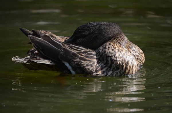 Close Portrait Mallard Duck — Stock Photo, Image