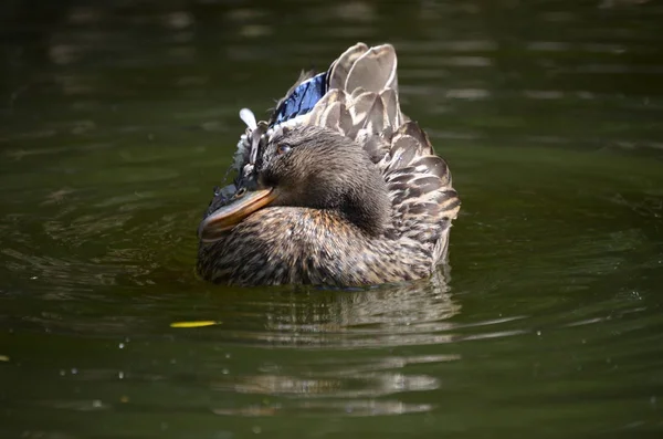 Nahaufnahme Porträt Einer Stockente — Stockfoto