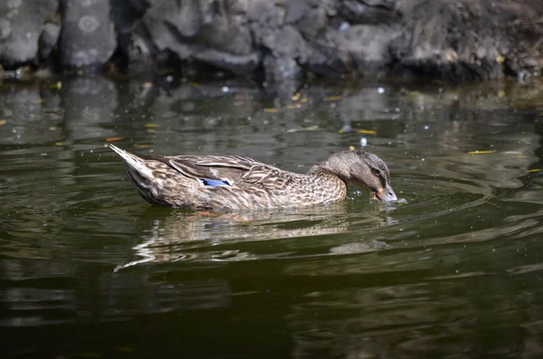 Close Portrait Mallard Duck — Stock Photo, Image