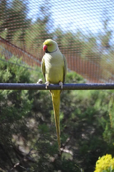 Bir Sarı Naped Parrot Amazona Auropalliata — Stok fotoğraf