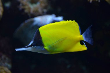 Akvaryum tropikal balık, Berlin