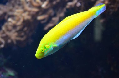 Akvaryum tropikal balık, Berlin