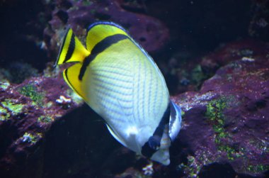 Akvaryum tropikal balık, Berlin