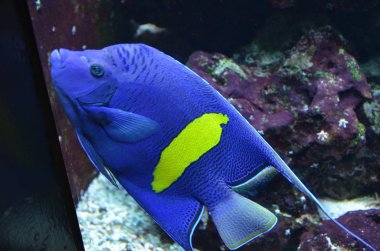 Akvaryum tropikal balık, Berlin