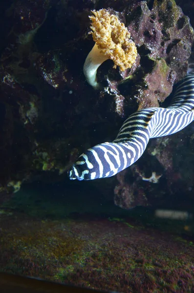 Moray Eel Com Boca Aberta — Fotografia de Stock