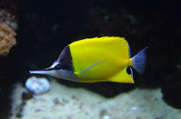 Peces Tropicales Acuario Berlín — Foto de Stock