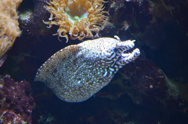 Moray Eel Its Mouth Open — Stock Photo, Image