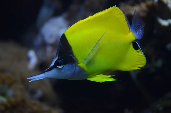 Peces Tropicales Acuario Berlín — Foto de Stock