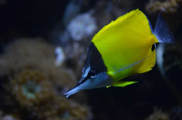 水族館の熱帯魚 ベルリン — ストック写真