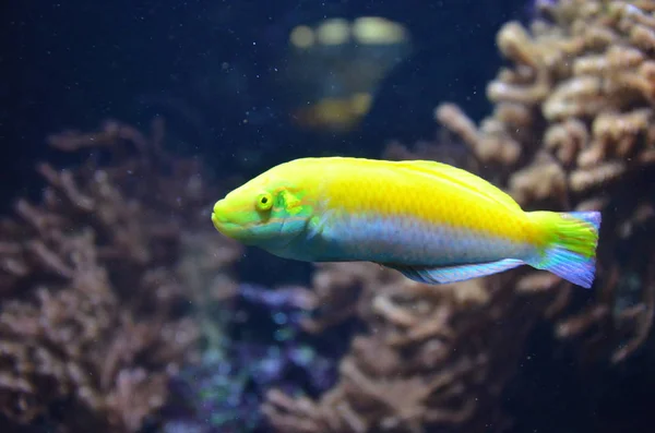 Peces Tropicales Acuario Berlín — Foto de Stock