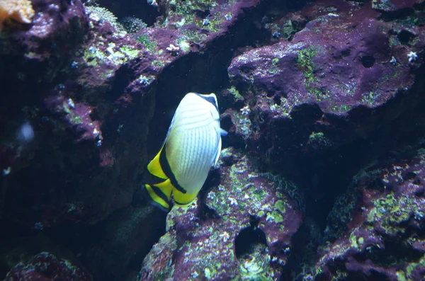 Poissons Tropicaux Aquarium Berlin — Photo