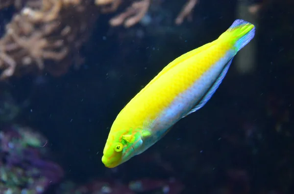 Peixes Tropicais Aquário Berlim — Fotografia de Stock