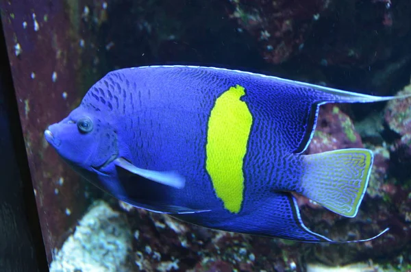 Peixes Tropicais Aquário Berlim — Fotografia de Stock