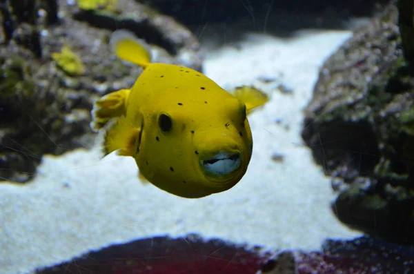 Tropische Fische Aquarium Berlin — Stockfoto