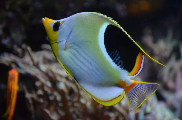 Тропічна Риба Акваріумі Берлін — стокове фото