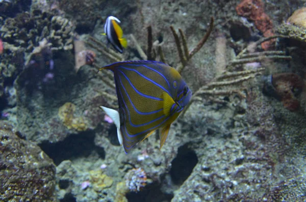 Peixes Tropicais Aquário Berlim — Fotografia de Stock