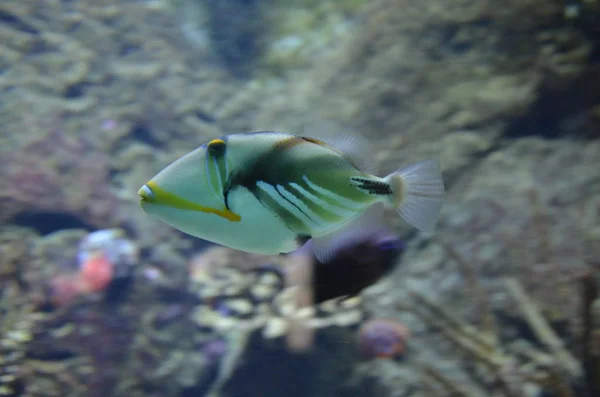 Pesci Tropicali Acquario Berlino — Foto Stock