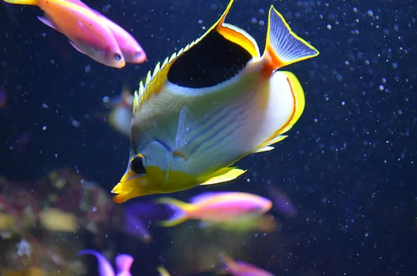 Akvaryum tropikal balık, Berlin