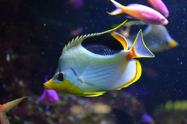水族館の熱帯魚 ベルリン — ストック写真