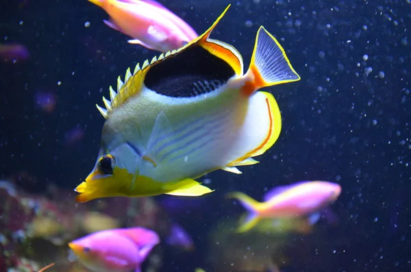 Peces Tropicales Acuario Berlín — Foto de Stock