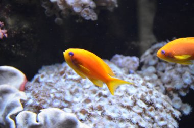 Akvaryum tropikal balık, Berlin