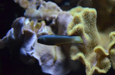 Akvaryum tropikal balık, Berlin