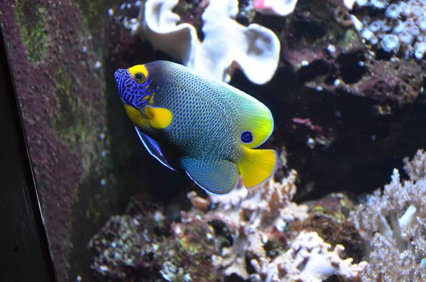 Peixes Tropicais Aquário Berlim — Fotografia de Stock