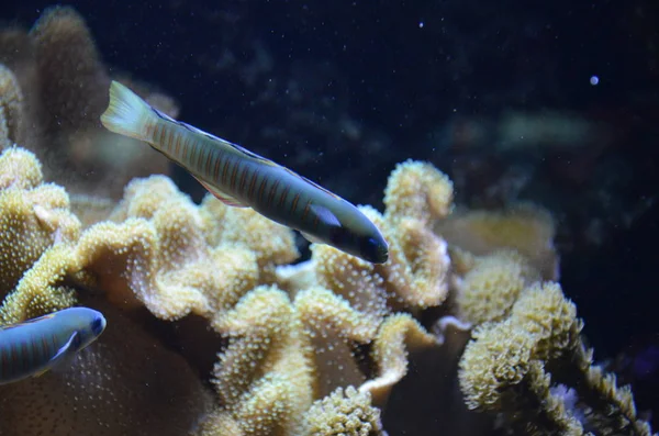 Tropische Vissen Aquarium Berlijn — Stockfoto