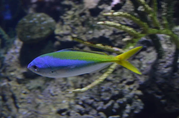 Peixes Tropicais Aquário Berlim — Fotografia de Stock