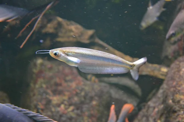 Peces Tropicales Acuario Berlín —  Fotos de Stock