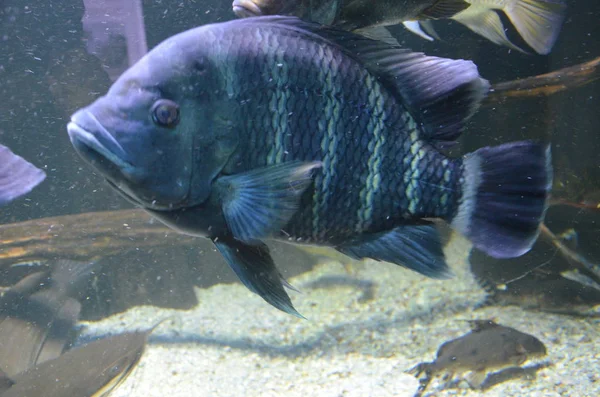 Tropische Vissen Aquarium Berlijn — Stockfoto