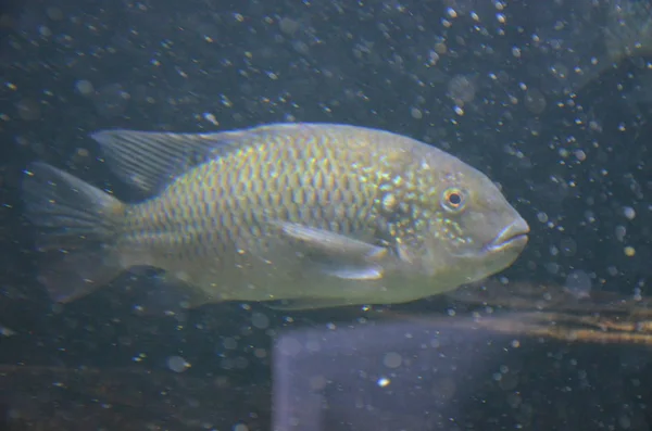 Tropische Vissen Aquarium Berlijn — Stockfoto