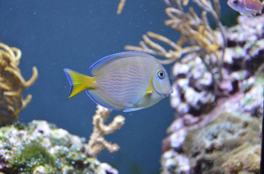 Akvaryum tropikal balık, Berlin