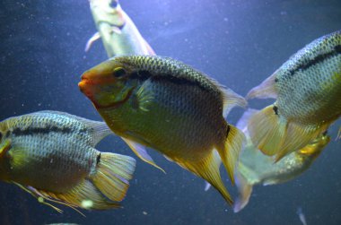 Akvaryum tropikal balık, Berlin