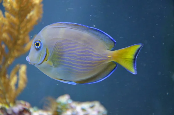 Peces Tropicales Acuario Berlín — Foto de Stock