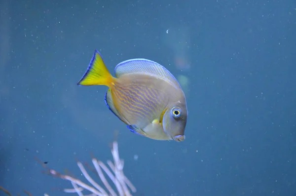 Pesci Tropicali Acquario Berlino — Foto Stock