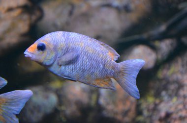 Akvaryum tropikal balık, Berlin