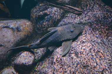 Akvaryum tropikal balık, Berlin