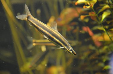 Akvaryum tropikal balık, Berlin