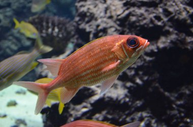 Akvaryum tropikal balık, Berlin