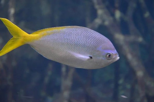 Peces Tropicales Acuario Berlín — Foto de Stock