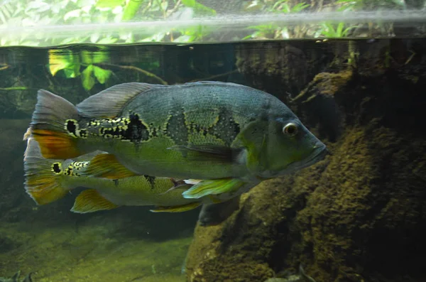 Peixes Tropicais Aquário Berlim — Fotografia de Stock