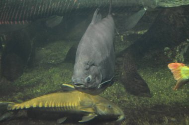 Akvaryum tropikal balık, Berlin