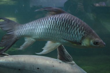 Akvaryum tropikal balık, Berlin