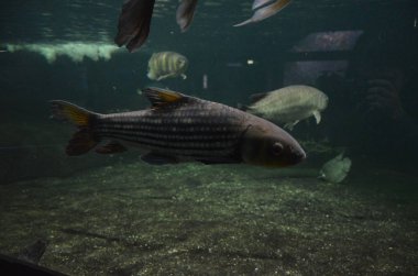 Akvaryum tropikal balık, Berlin