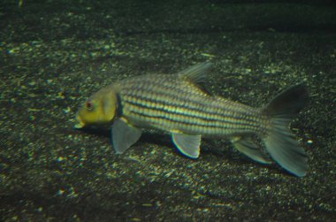 Akvaryum tropikal balık, Berlin