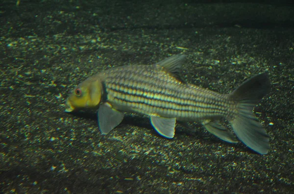 Tropische Vissen Aquarium Berlijn — Stockfoto