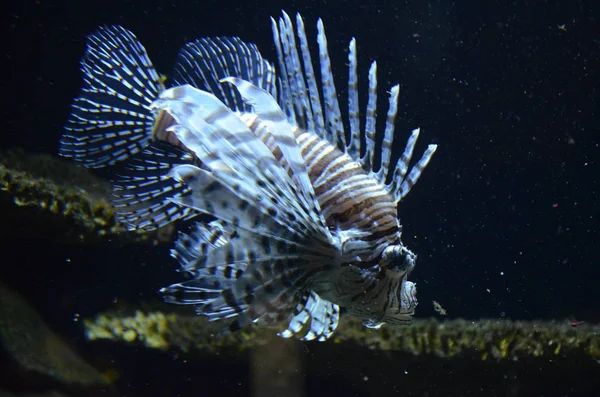 Kleurrijke Tropische Vissen Aquarium Van Berlijn — Stockfoto