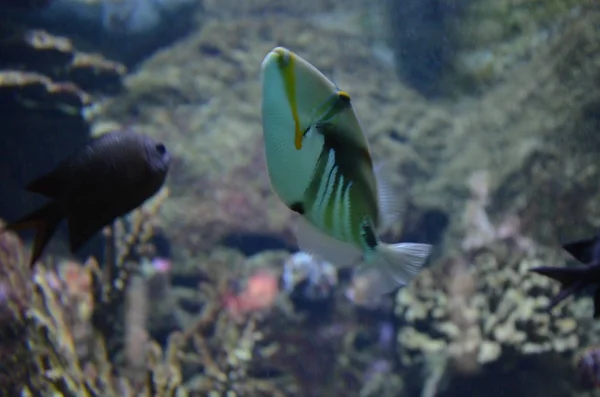 Тропические Рыбы Аквариуме Берлина — стоковое фото